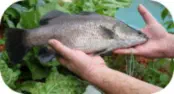 Aquaponic Garden Fish Farming