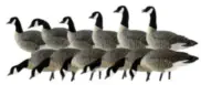Canadian Geese Hunting Decoys