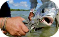 Cuda Titanium Alloy Fishing Pliers