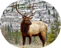 Elk Hunting in California