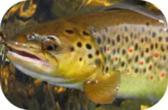 Fishing for Big Brown Trout