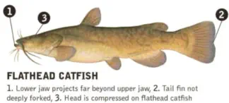Flathead Catfish Fishing