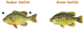 Green and Redear Sunfish