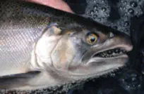 How To Catch Landlocked Coho Salmon