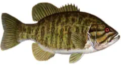 How To Catch Smallmouth Bass