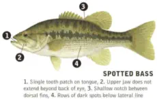 How To Catch Spotted Bass