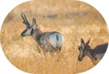 Pronghorn Antelope Hunting in California