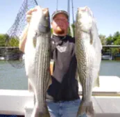 Sacramento Delta Striped Bass Fishing